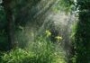 Rain: The Festival of Nature