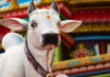 A Culture of Impunity: How Cow Vigilantism Weaponizes Terror